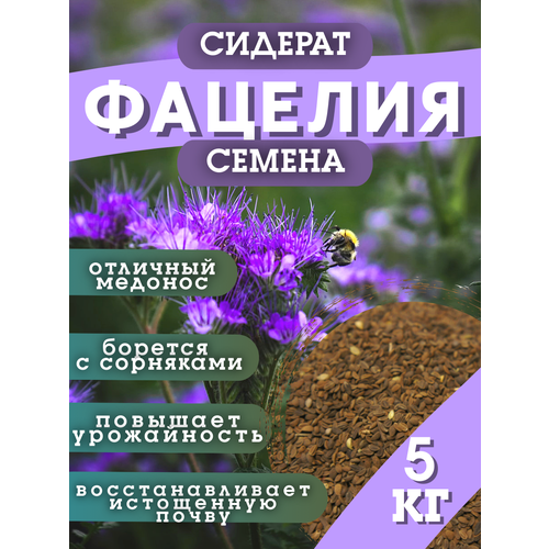 ���� ������ �������, �������, 5 ��, ������ �� 1700 ���