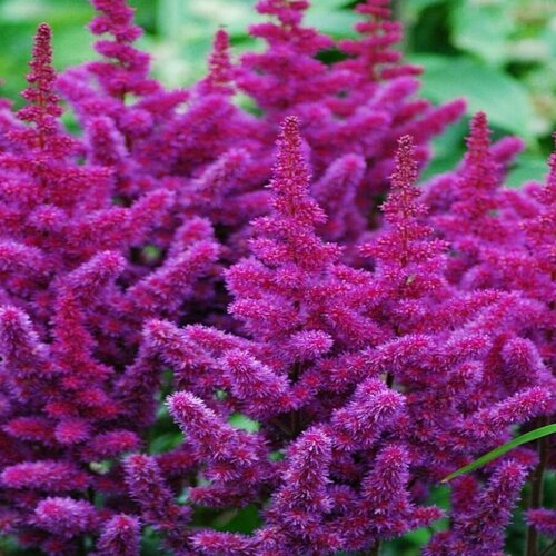 ���� �������� ��������� ����������, ������ �� 1159 ���