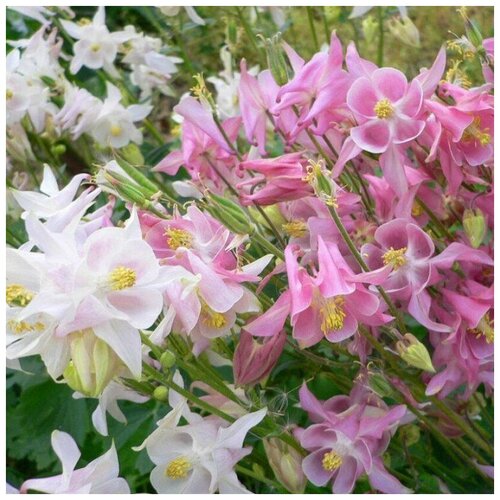 ���� ������ ������ ��������� ��������� ����� ������� 35 ��., ������ �� 250 ���