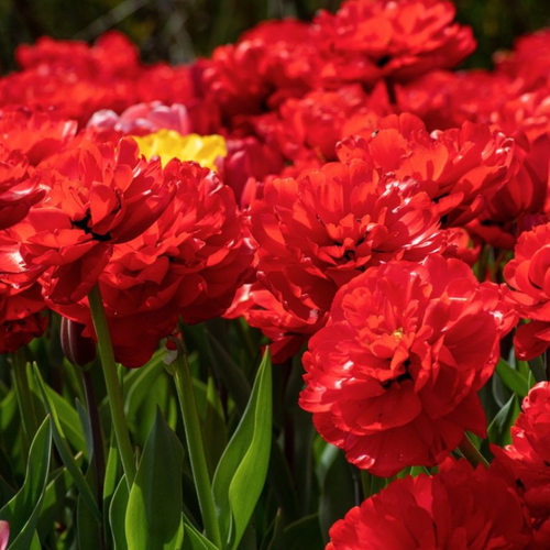    MIRANDA ( 5  ),   396 