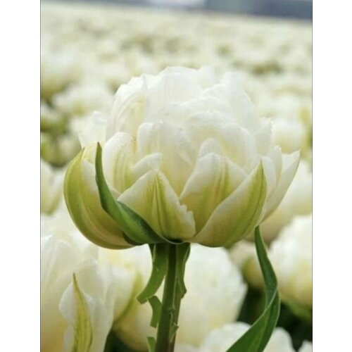 ���� �������, �������� ��� ���� (4��), ������ �� 619 ���