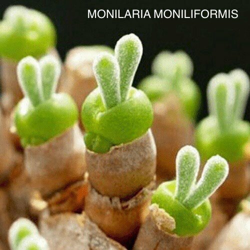 ���� ��������� ����� ��� �����������, ������ �� 599 ���