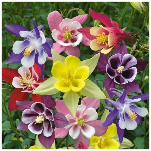 ���� ������ ������ ��������� ������������, �������� 20 ��., ������ �� 270 ���