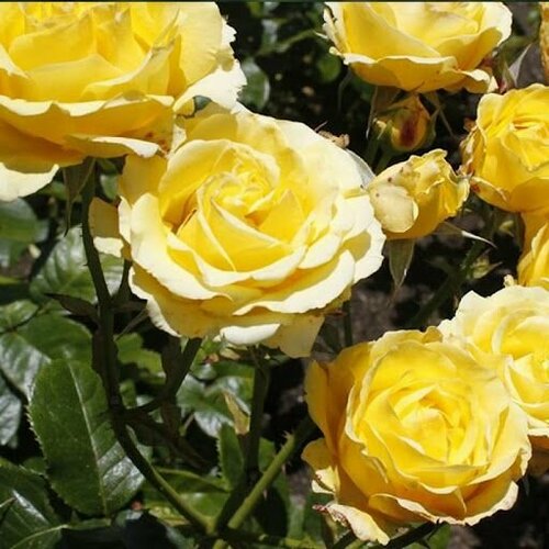 ���� ���� ��������� ������, ������ �� 882 ���