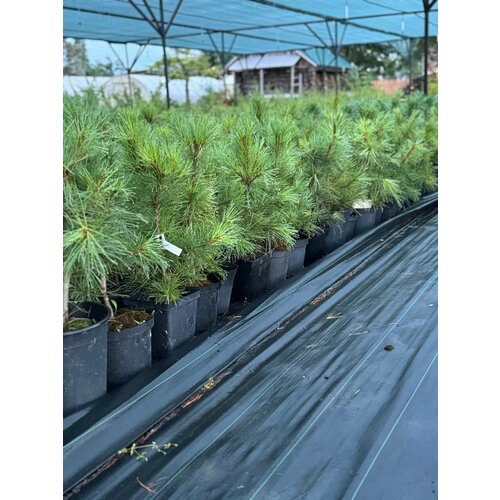 ���� ������� ����� (����� ��������� ��������) �������� ����������� (������ ���), ������ �� 2650 ���