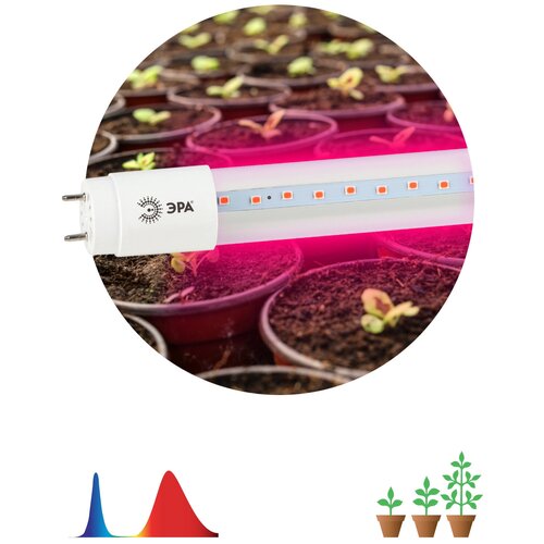       FITO-18W-RB-8-G13-NL -  18  8 G13,   750 