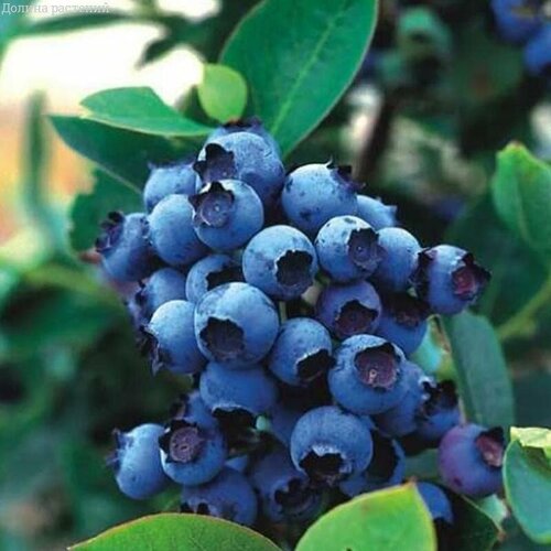 ���� �������� ��� ���� (������������) 2-� �����, � ������ 30-40 ��, ������ �� 801 ���