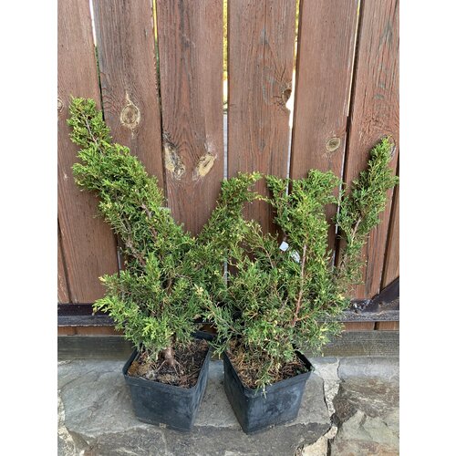 ���� ������������ ����� �3. 60��, ������ �� 5990 ���