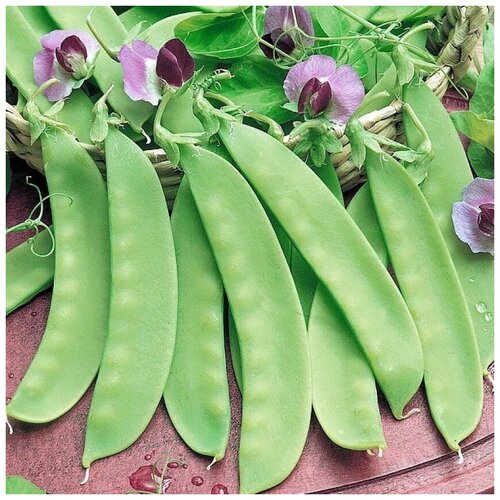 ���� ������ ������ ����� �������� ������ �������� 25 ��., ������ �� 250 ���