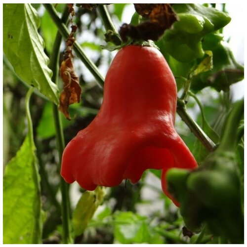 ���� ������ ������ ����� ������ ����������� ������� 5 ��., ������ �� 320 ���