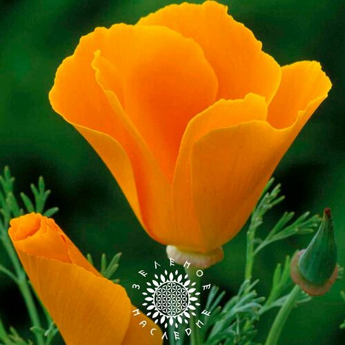 ���� ������ ��������� �������������� (���. Eschscholzia californica) 100��, ������ �� 390 ���