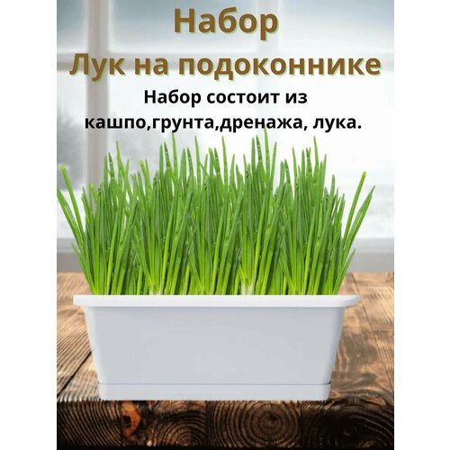 ���� ����� 