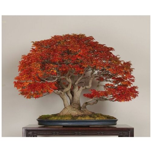 ���� �������� ��������� - ������ ������, ������ �� 570 ���