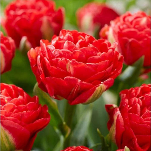 ���� �������� ������, Chipollino flowers, ������� PAMPLONA (5 �������), ������ �� 400 ���