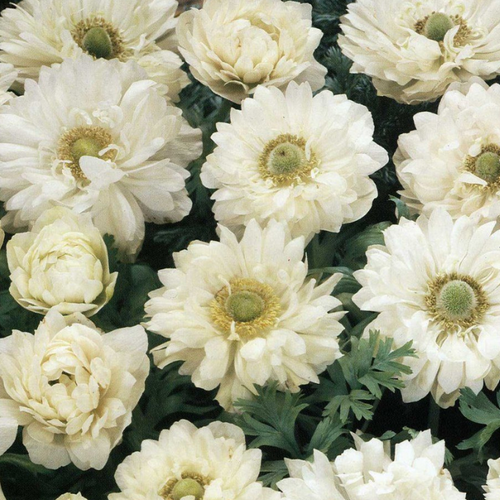 ���� ������� MOUNT EVEREST (10 �������), ������ �� 446 ���