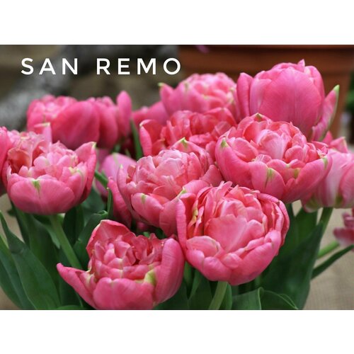 ���� �������� ����������� , �������� ���� SAN REMO (5 ����), ������ �� 699 ���