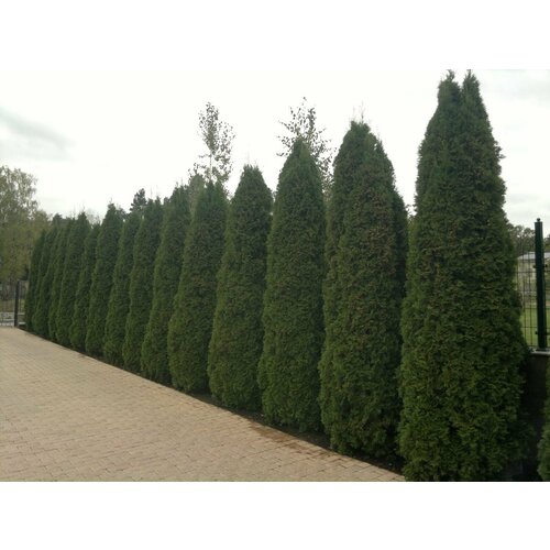 ���� ��� ������� ��������, columna � ���������: ������ 50 ���� + �������, ������ �� 400 ���