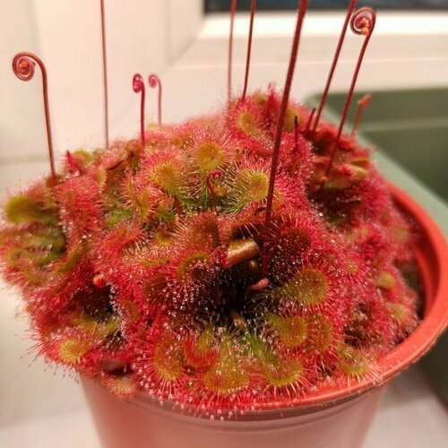    , Drosera Tokaiensis 10+ ,  ,  ,   478 