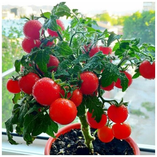 ���� ������ ������ ����� ��������� ���� 10 ��., ������ �� 250 ���