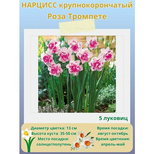 ���� ������� ���������������� ���� ��������, ����������� �����, �������� 5 ��, ������ �� 450 ���