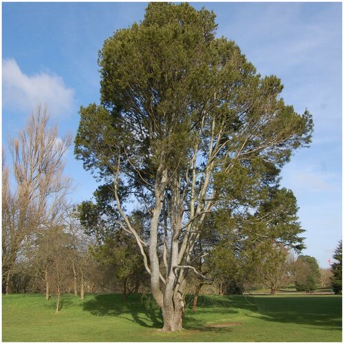 ���� ������ ������ ����� ����� 20 ��., ������ �� 450 ���