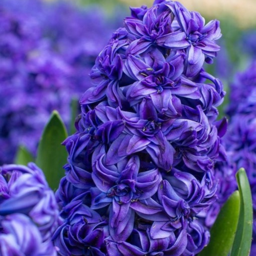 ���� ������� MANHATTAN (2 ��������), ������ �� 535 ���