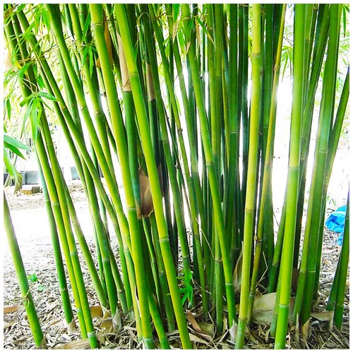 ���� ������ ��������� ������ ���� �����, 20 ��, ������ �� 332 ���