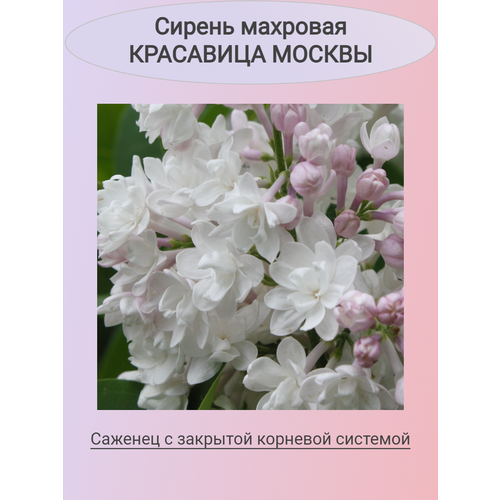 ���� ������ ����� �������� ��������� ������, ������ �� 850 ���