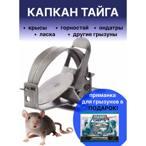 ���� ������ ����� ������ ���������� �������� �� ��������, ������ �� 590 ���