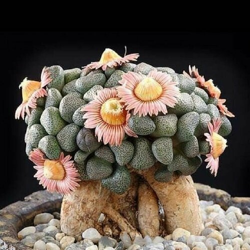 ���� ���������� ������, Aloinopsis Schooneesii, ����������, ����� �����, ������, ������ �� 439 ���