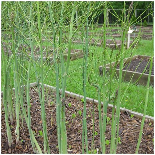 ���� ������ ������ ������ ������������� 30 ��., ������ �� 250 ���