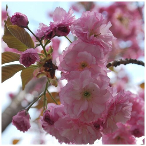 ���� ������ ������ ������, ����� �������������� 10 ��., ������ �� 320 ���