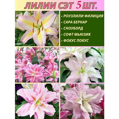 ���� ����� ���������, ��������, ��� �� 5 ����, ������ �� 500 ���