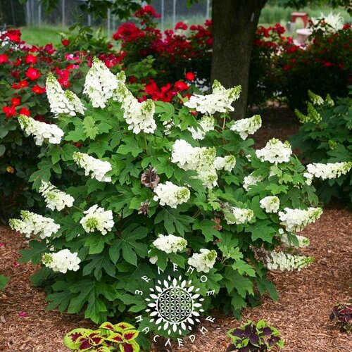 ���� ������ ��������� ����������� (���. Hydrangea quercifolia) 25 ��, ������ �� 365 ���