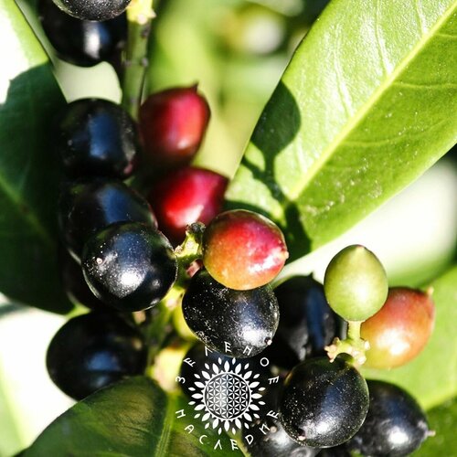 ���� ������ ���������� ������������� (���. Prunus laurocerasus) 15��, ������ �� 360 ���