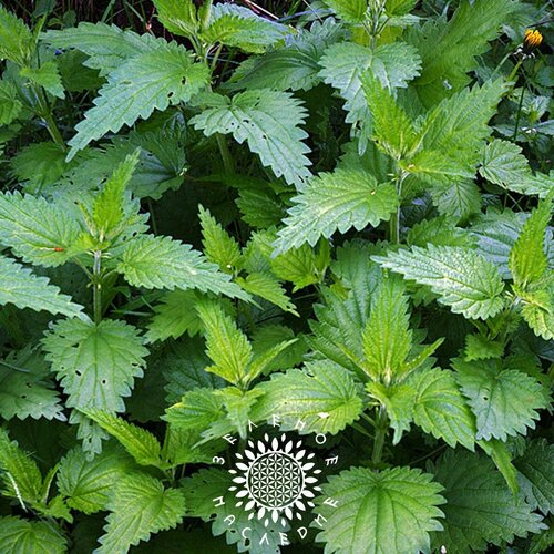     (. Urtica dioica) 500  Green Legacy,   309 