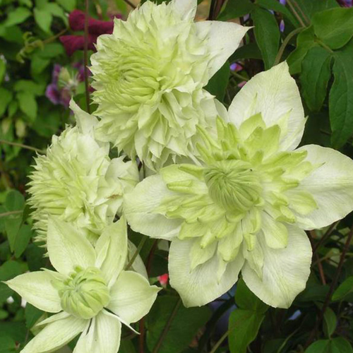   -- (Szkolka roslin A.M ()), 1    15-20 ,   2169 