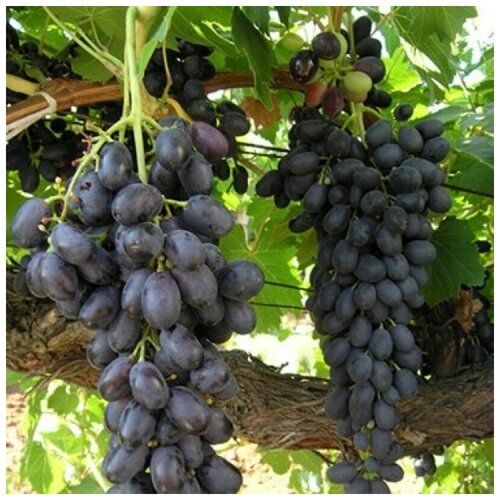 ���� ������ ������ �������� ������ ������� 10 ��., ������ �� 300 ���