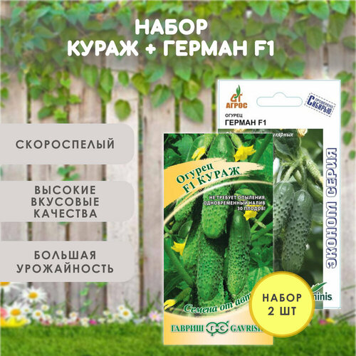 ���� ������ ������� ����� + ������ ������, �������������, �����������, ����� 2 ��, ������ �� 482 ���