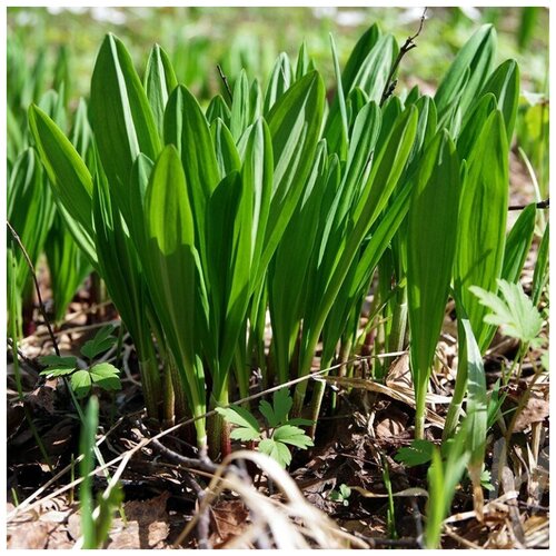 ���� ������ ������ ������� �������� ��� 30 ��., ������ �� 300 ���