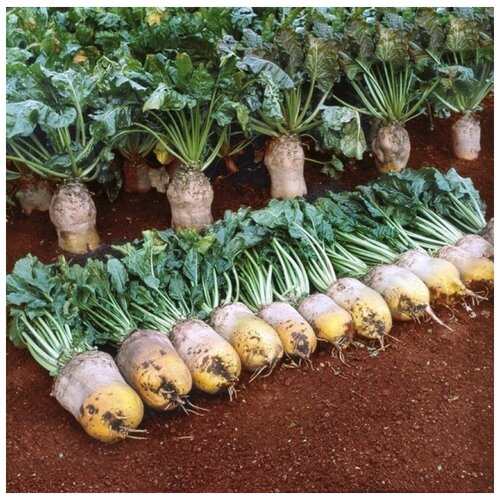 ���� ������ ������ ������ �������� ������� 50 ��., ������ �� 270 ���