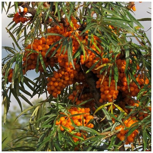 ���� ������ ������ �������� ������������� 50 ��., ������ �� 300 ���