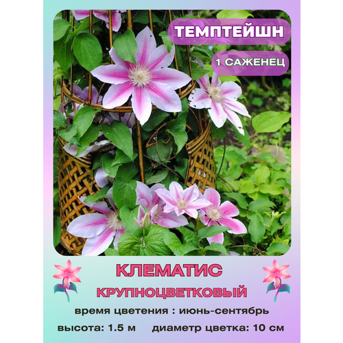 ���� �������� ���������, ������ �� 800 ���