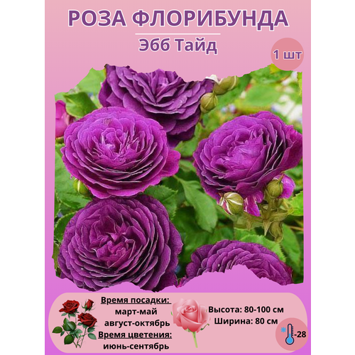 ���� ���� ���������� ��� ����, ����������� ����� ��� ����, ������ �� 450 ���