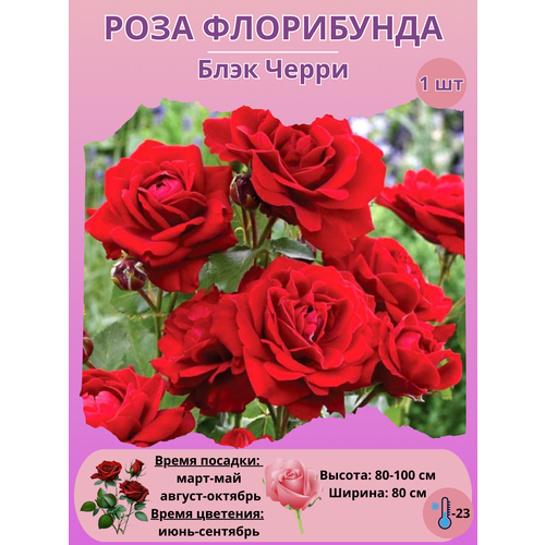 ���� ���� ���������� ���� �����, ����������� ����� ��� ����, ������ �� 450 ���