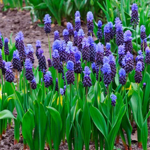 ���� ������� LATIFOLIUM (10 �������), ������ �� 380 ���