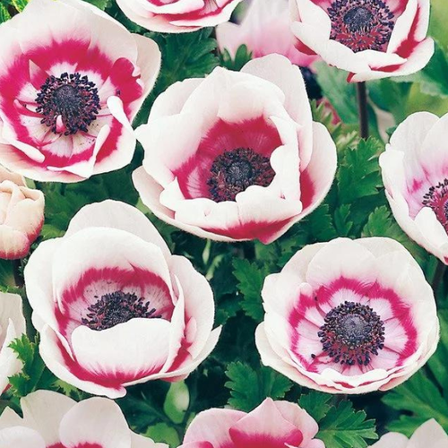 ���� ������� BICOLOR (10 �������), ������ �� 441 ���