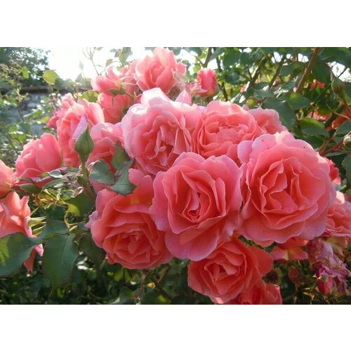 ���� ������� ���� ��������� ���-���� ( 2-3 ���� , �3,5 , 20-40 �� ), ������ �� 1597 ���