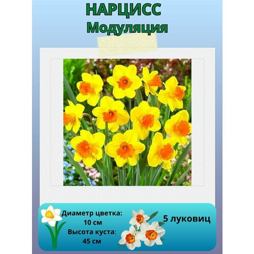 ���� ������� ���������, ����������� �����, �������� ��� ������� 5 ��, ������ �� 450 ���