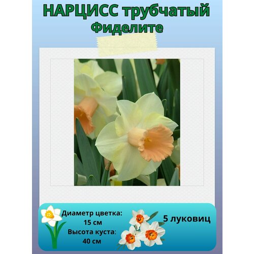 ���� ������� ��������, ����������� �����, �������� ��� ������� 5 ��, ������ �� 450 ���